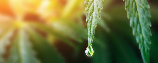 10 Myths About CBD & Truths You Should Know