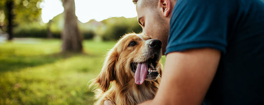 Top Reasons to Use CBD for Your Pet