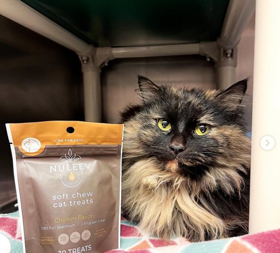 cbd cat treats